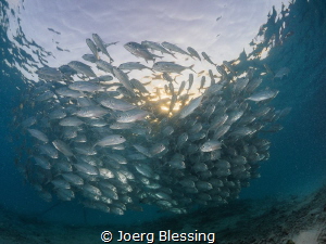 Bigeye jack at sunset by Joerg Blessing 